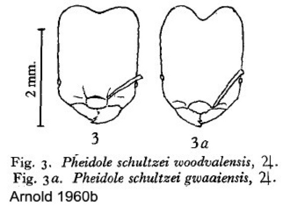 {Pheidole schultzei}