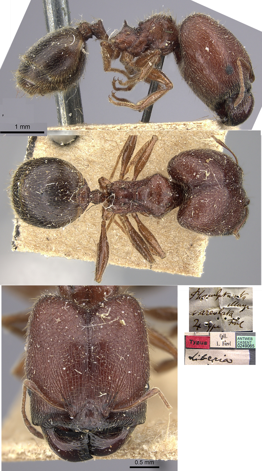 {Pheidole sculpturata areolata major}