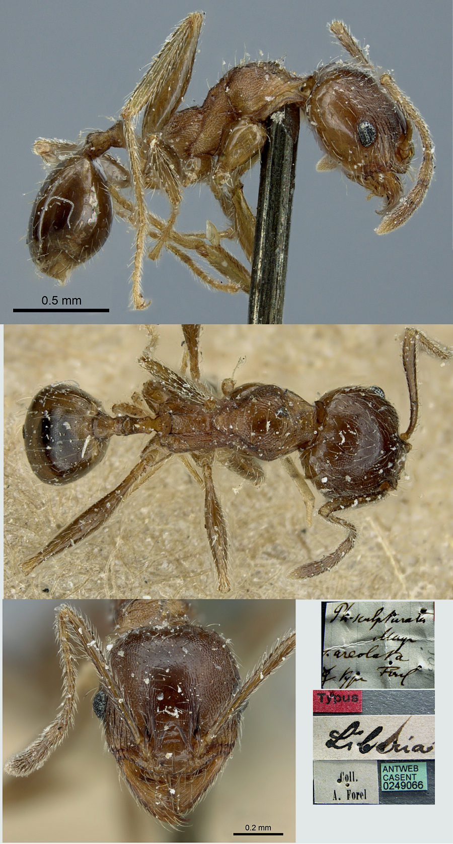 {Pheidole sculpturata minor}