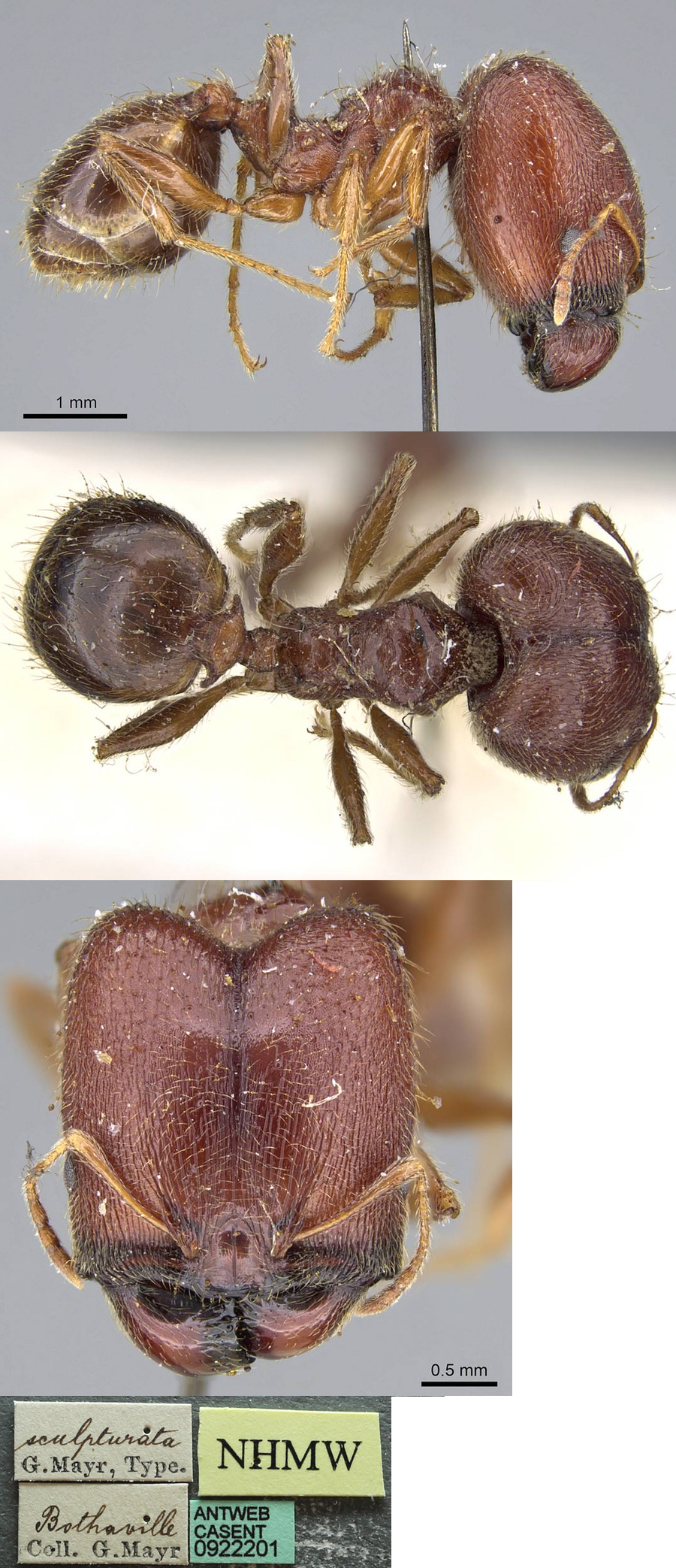 {Pheidole sculpturata major}