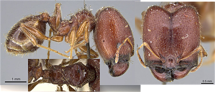 Pheidole sculpturata