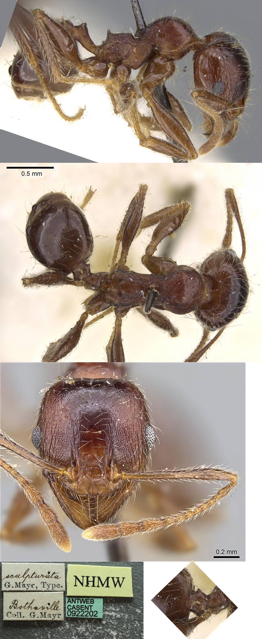 {Pheidole sculpturata minor}