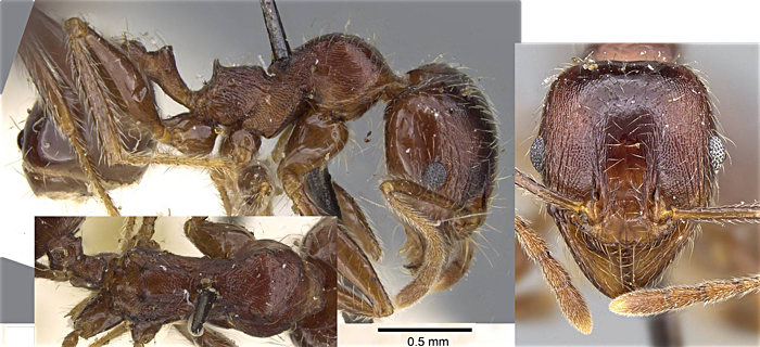 {Pheidole sculpturata minor}