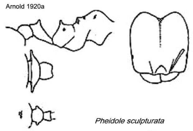 {Pheidole sculpturata}