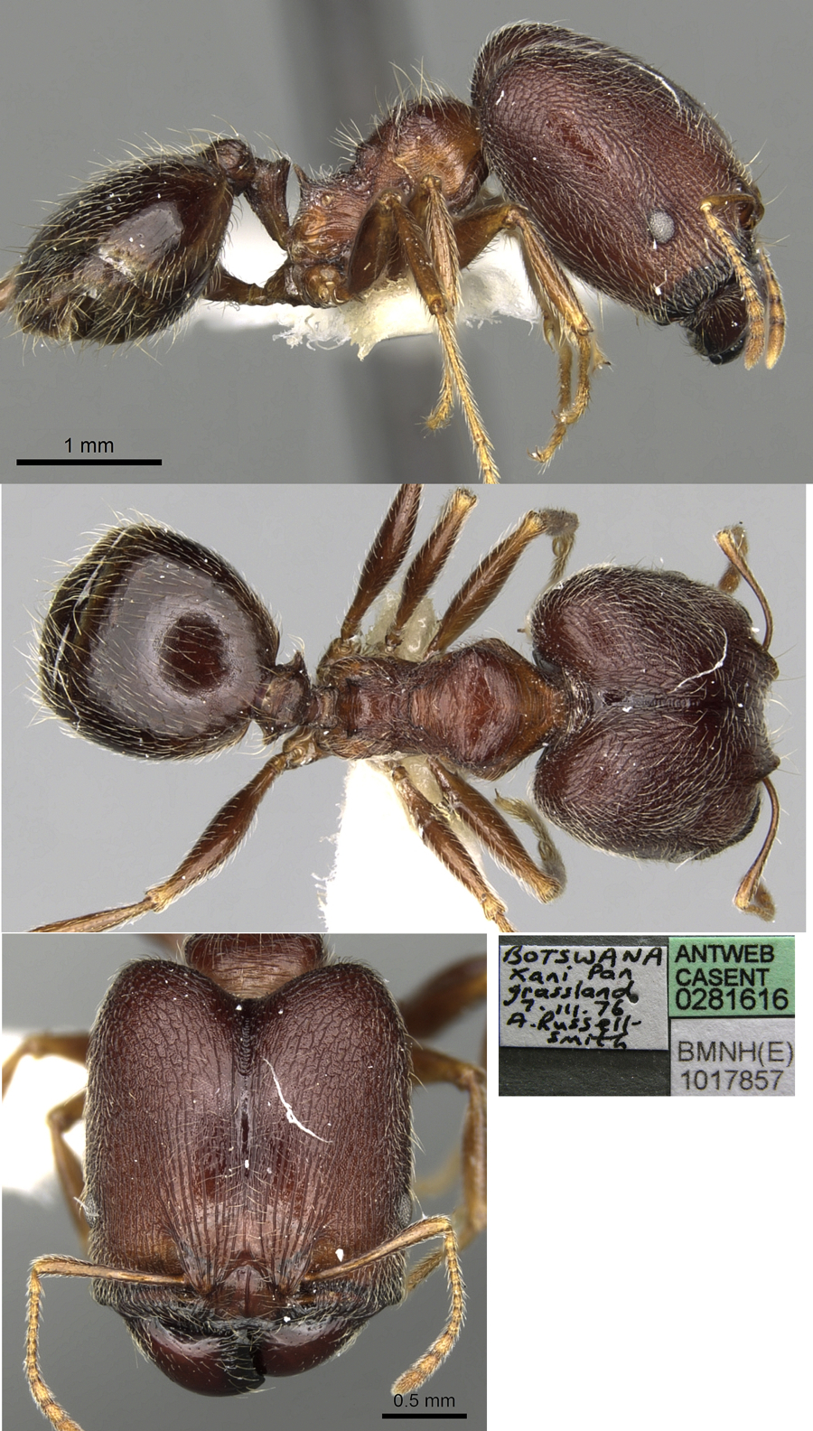 {Pheidole sculpturata major}