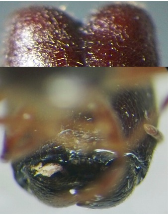 {Ph sculpturata}