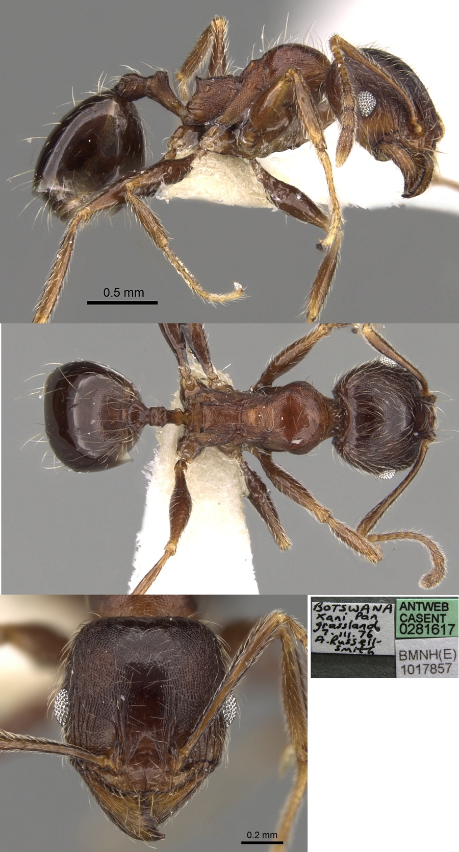 {Pheidole sculpturata minor}