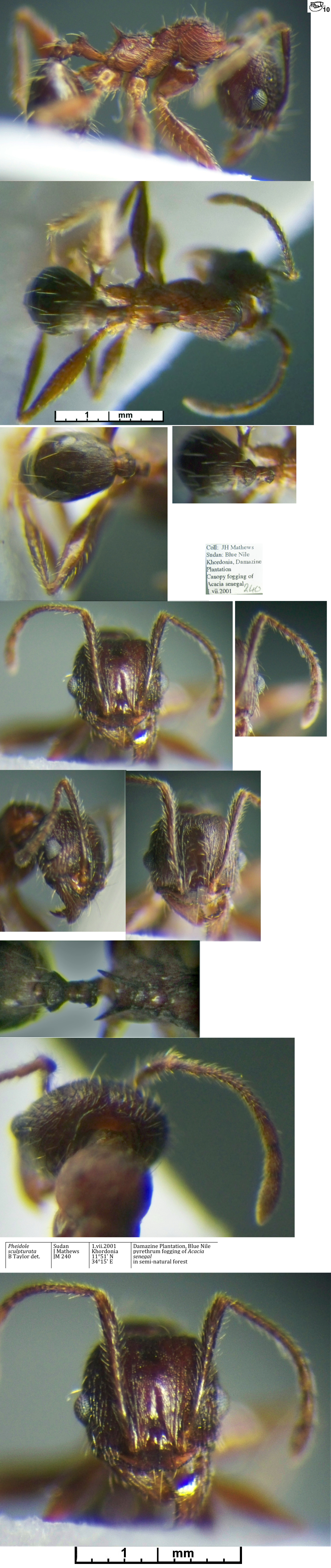 Pheidole sculpturata minor