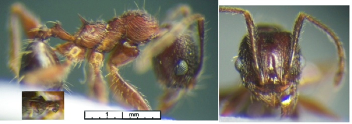 Pheidole sculpturata