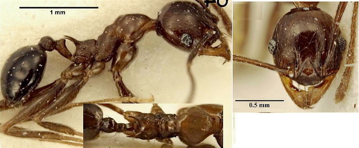 Pheidole semidea minor