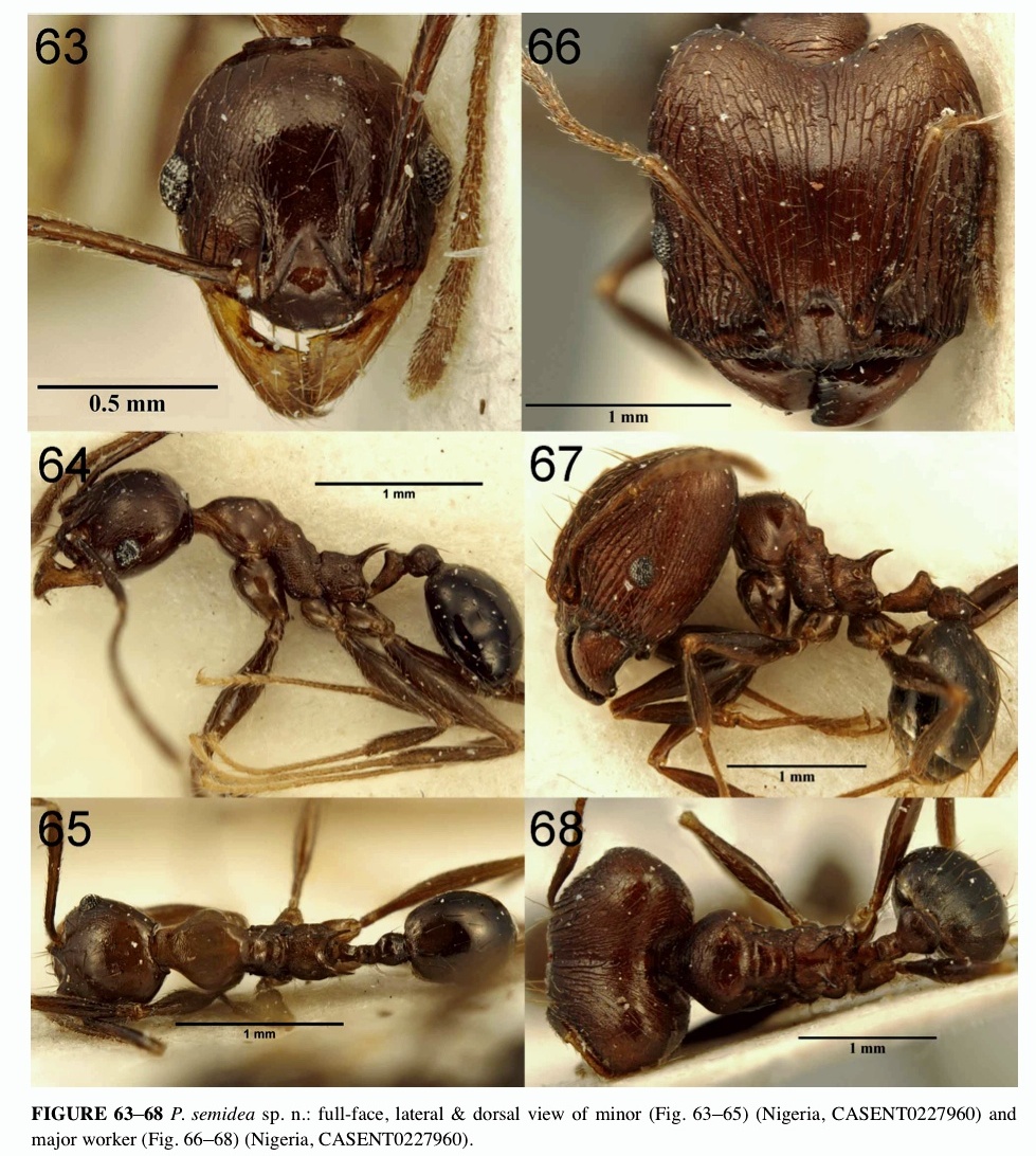 {Pheidole semidea}