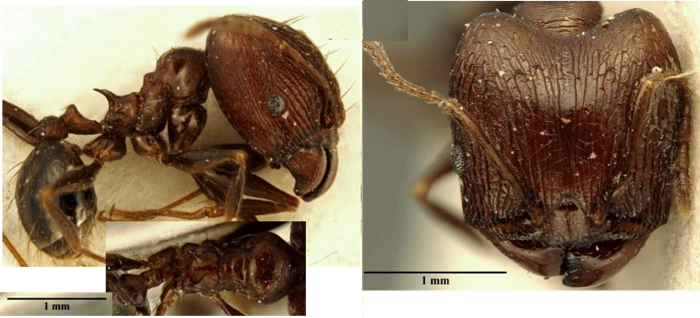 Pheidole semidea