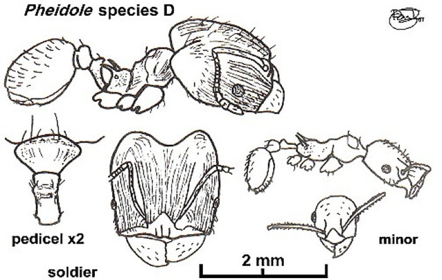 {Pheidole semidea}