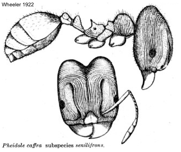 {Pheidole caffra}