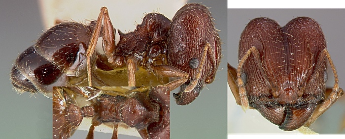 {Pheidole senilifrons major}