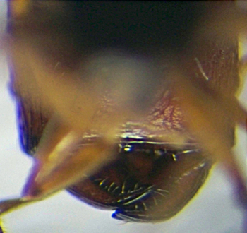 Pheidole senilifrons