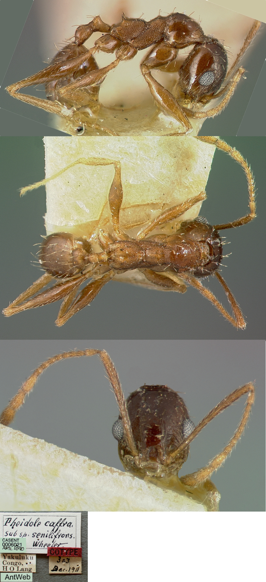 {Pheidole senilifrons minor}
