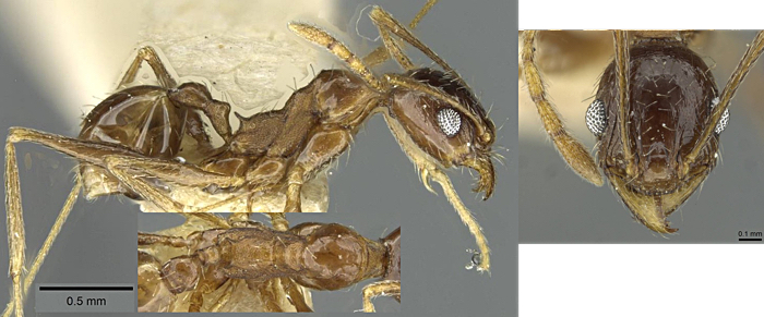 {Pheidole senilifrons minor}