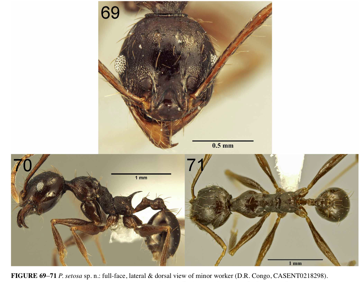 {Pheidole setosa}