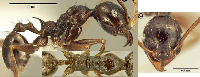 Pheidole setosa