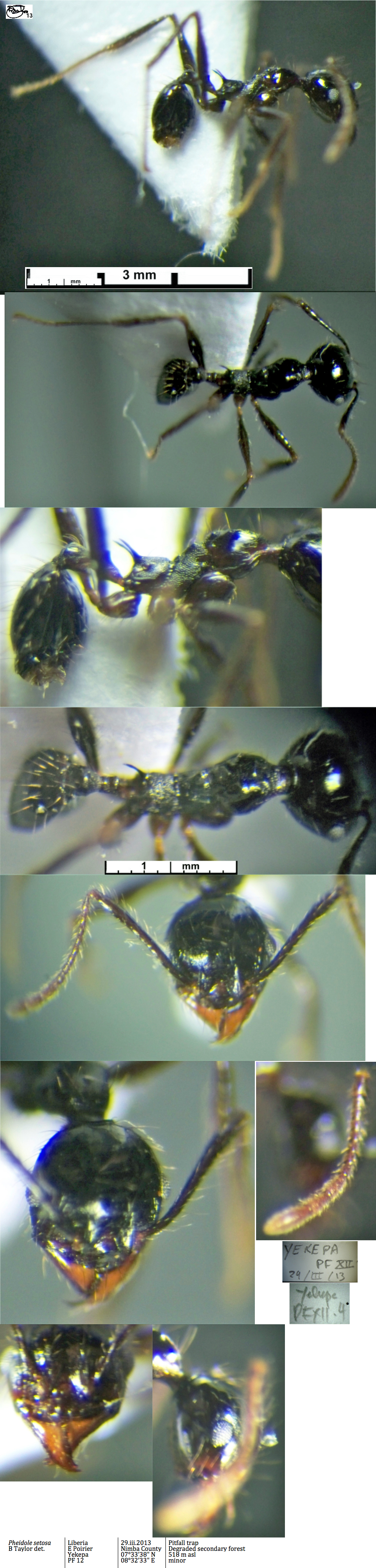 {Pheidole setosa minor}