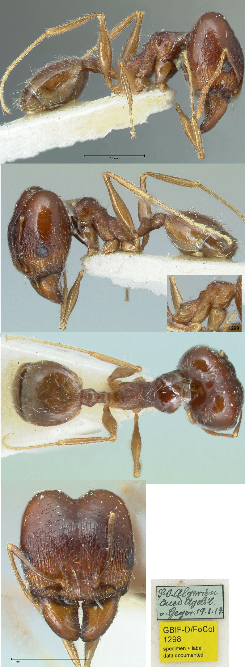 {Pheidole inermis major from Algeria}