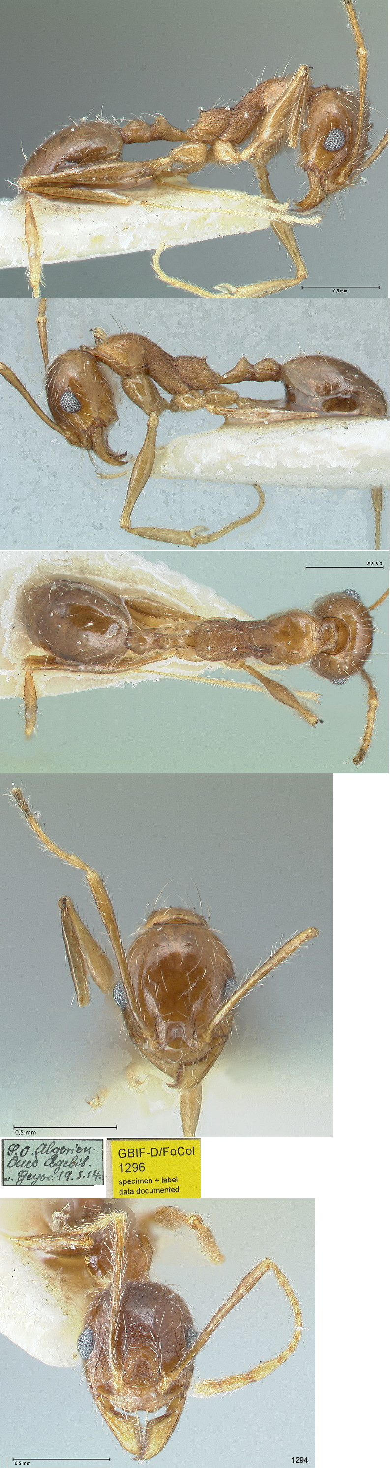 {Pheidole inermis minor from Algeria}