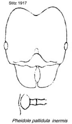 {Pheidole pallidula inermis}