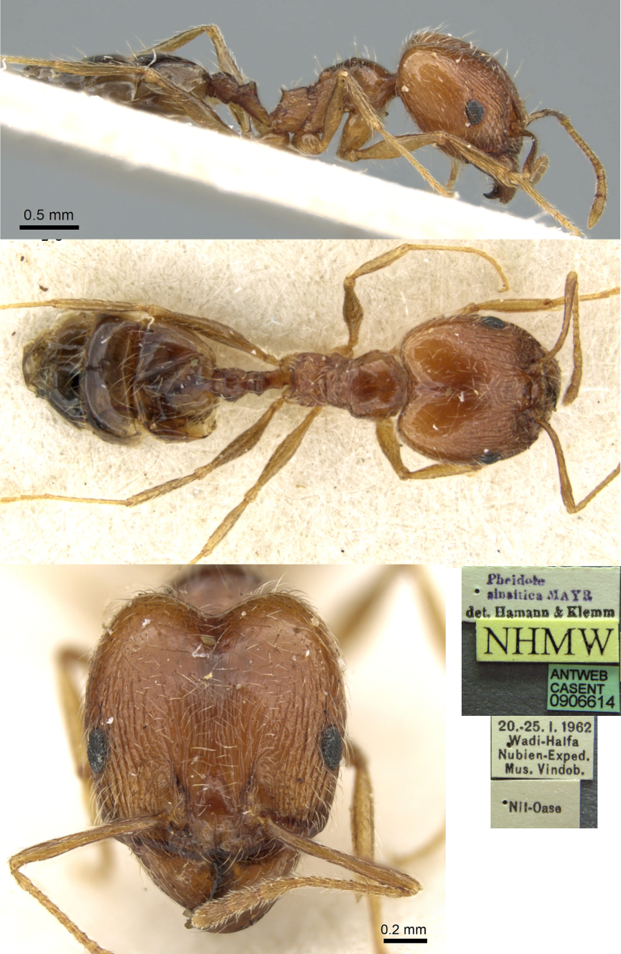 Pheidole sinaitica major