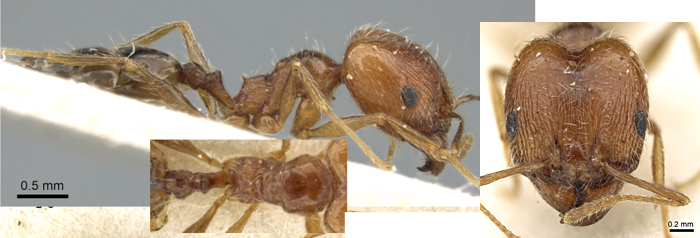 Pheidole sinaitica