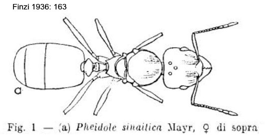 {Pheidole sinaitica queen}