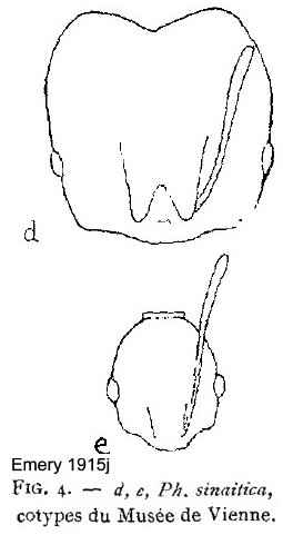 {Pheidole sinaitica}