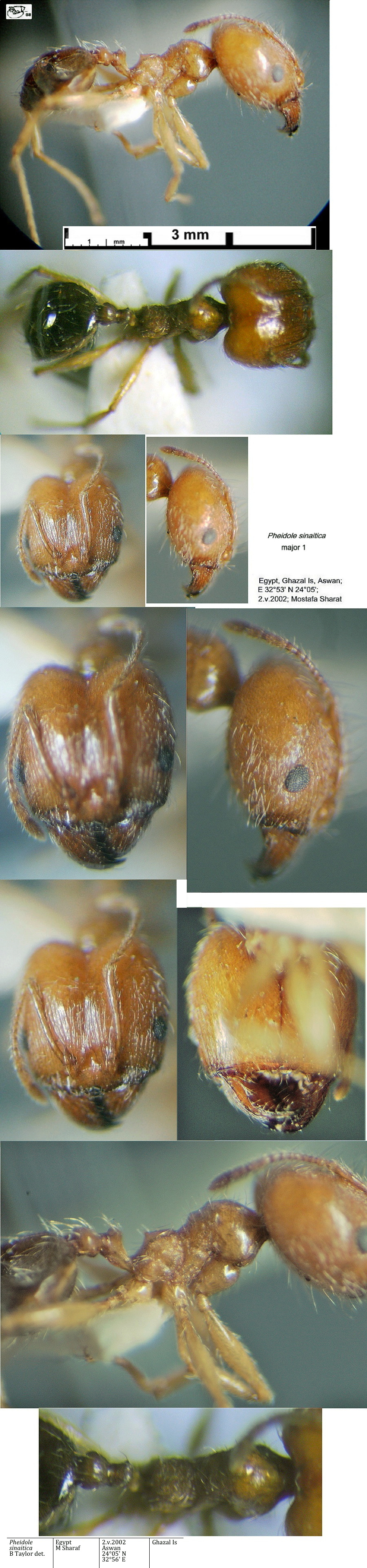 {Pheidole sinaitica}