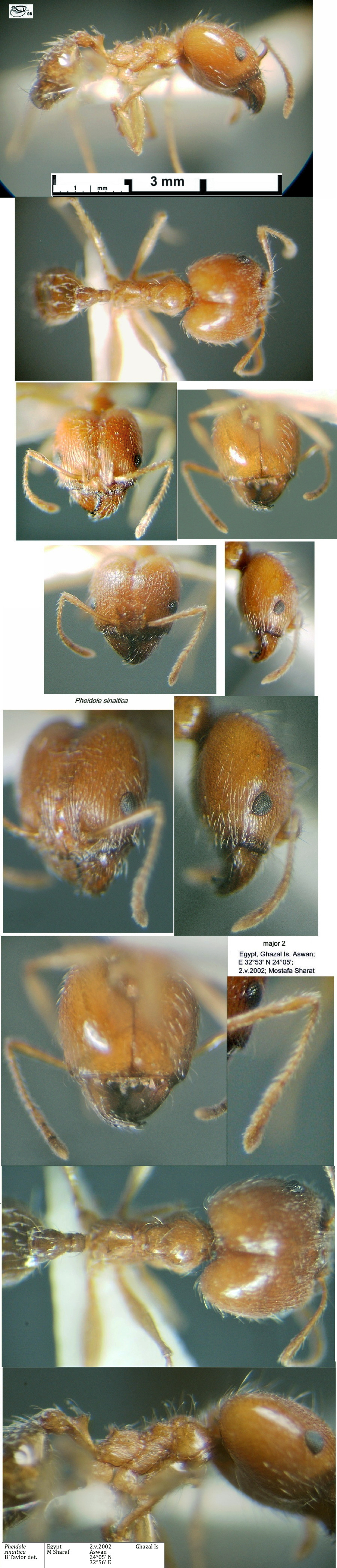 {Pheidole sinaitica major 2}