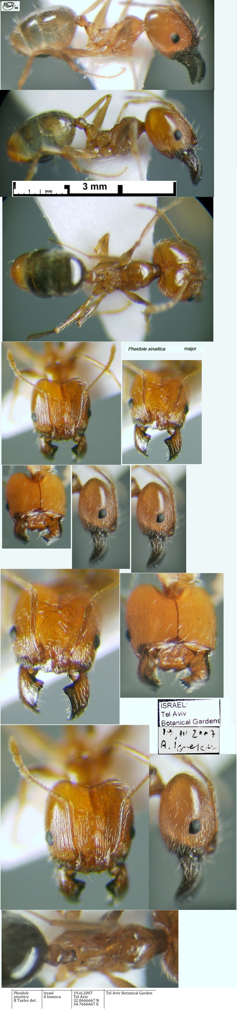 {Pheidole sinaitica major from Israel}