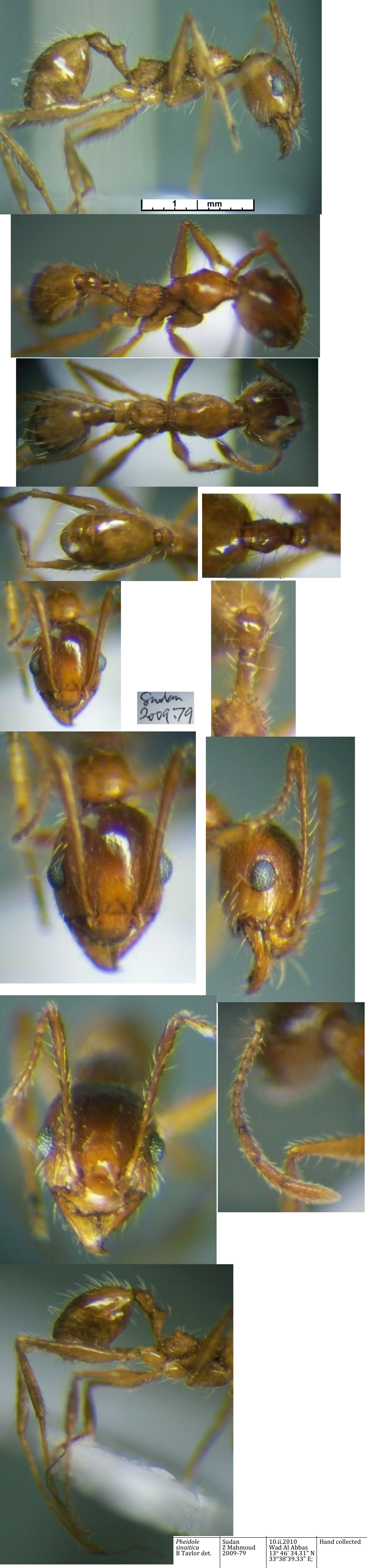 {Pheidole sinaitica minor}