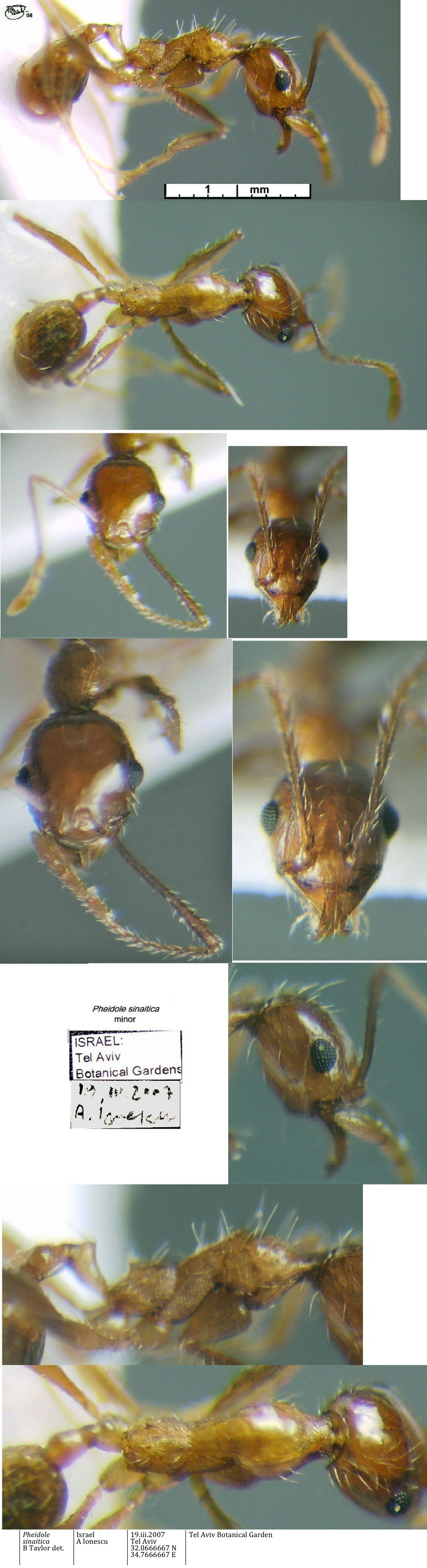 {Pheidole sinaitica minor from Israel}