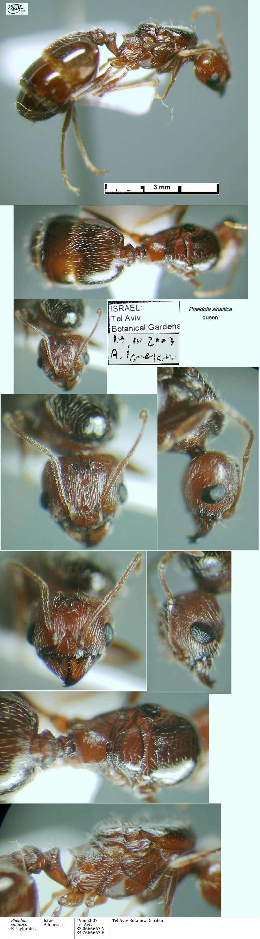 {Pheidole sinaitica queen from Israel}