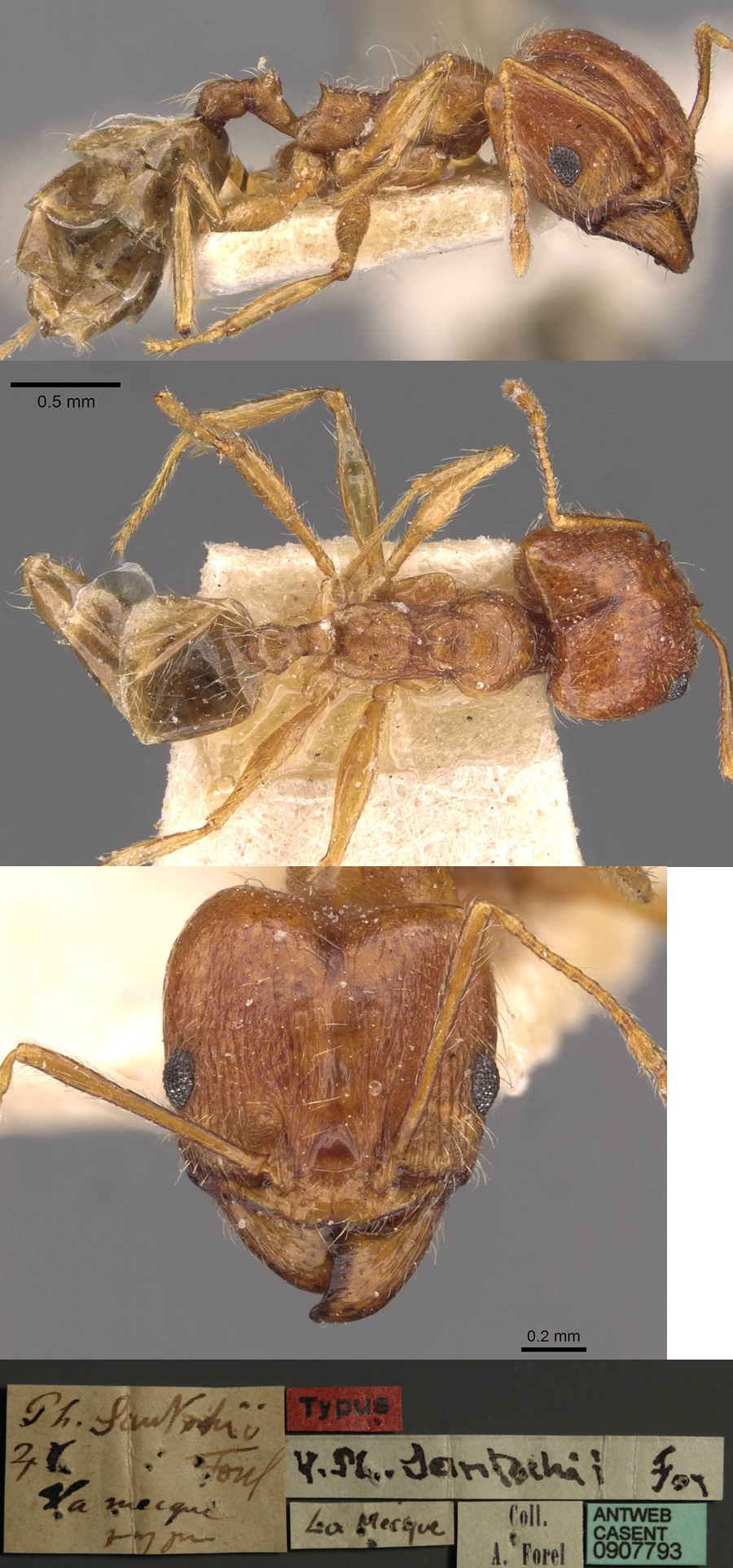 {Pheidole sinatica santschii major}