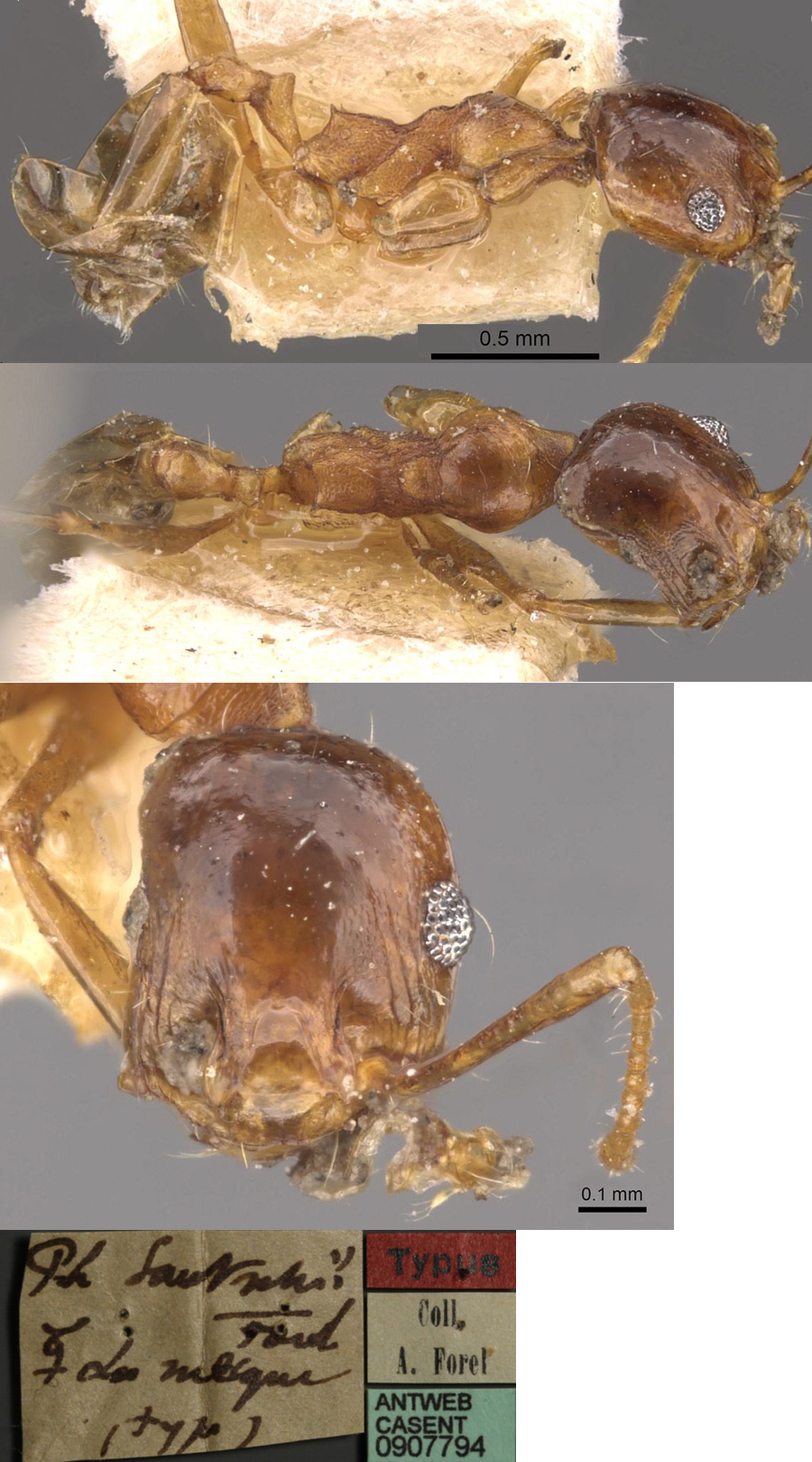 {Pheidole sinatica santschii minor}