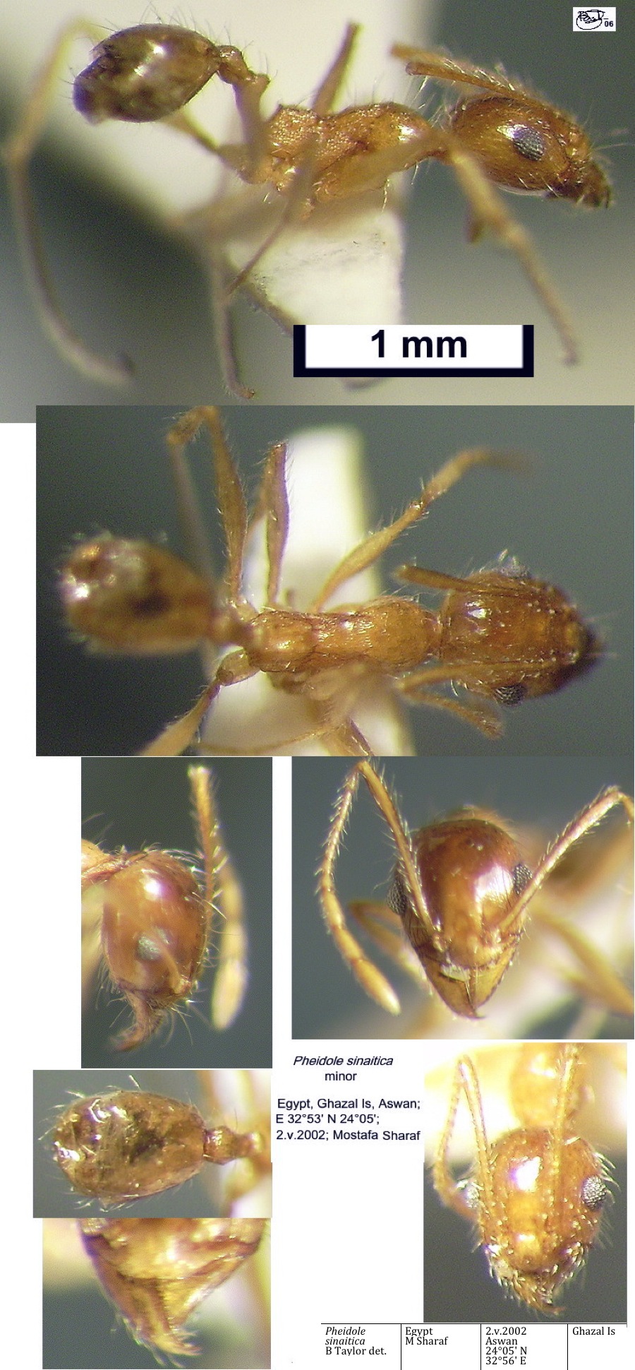 {Pheidole sinaitica minor}