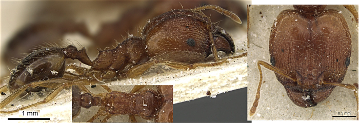 Pheidole sipapomae major