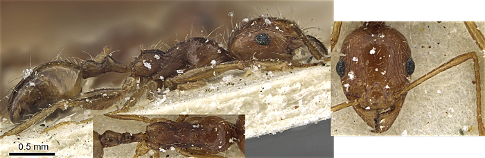 Pheidole sipapomae minor