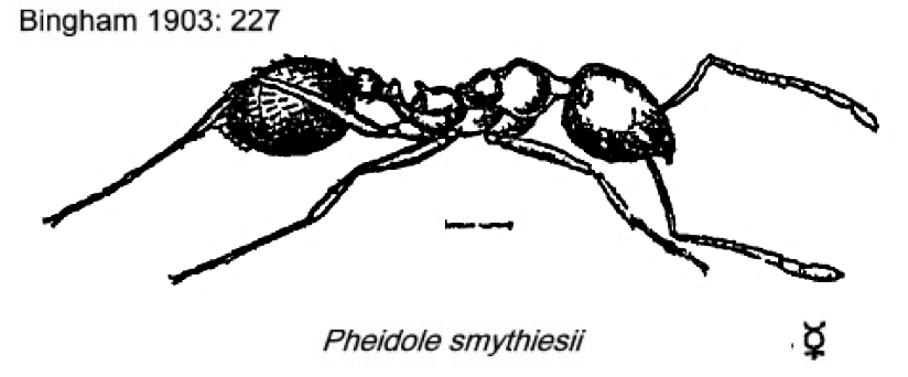 {Pheidole smythiesii worker}