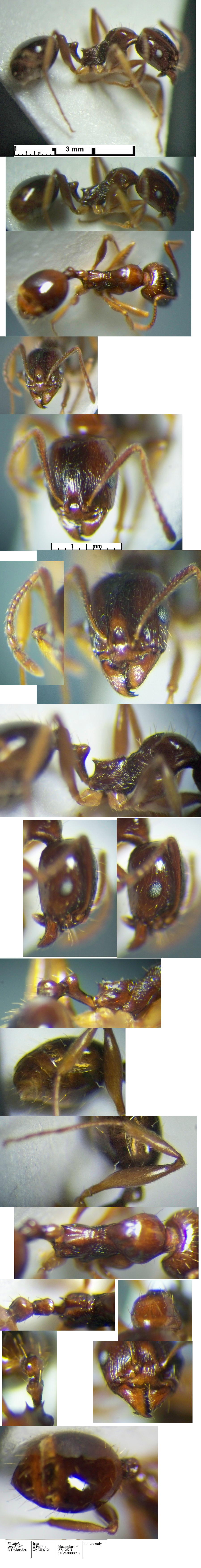 {Pheidole smythiesii}