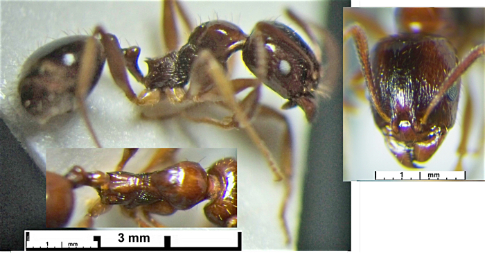 Pheidole smythiesii minor