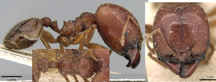 {Pheidole speculifera major face}