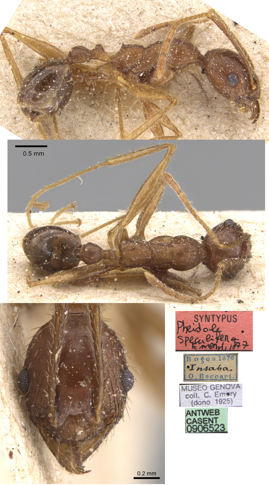 {Pheidole speculifera minor}