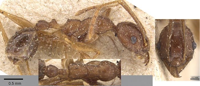 {Pheidole speculifera minor}