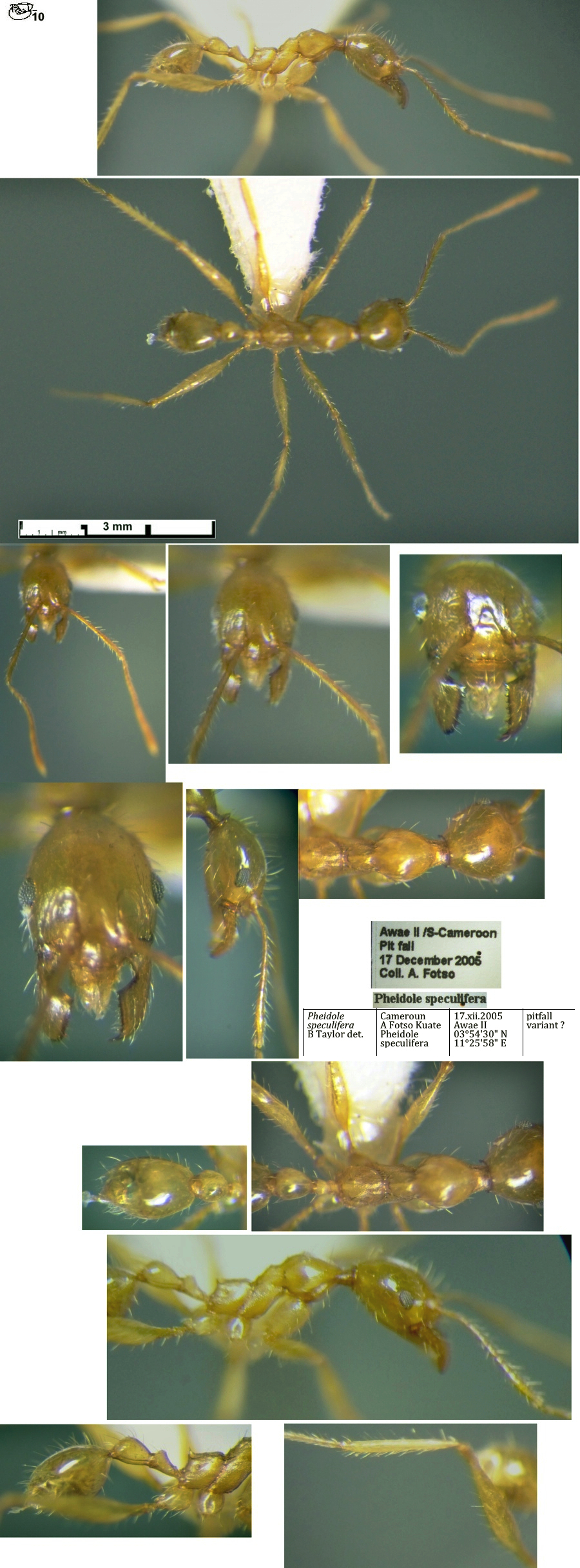 {Pheidole speculifera minor}